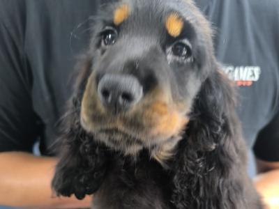 ON HOLD-IKC Black & Tan Cocker Spaniel Pup