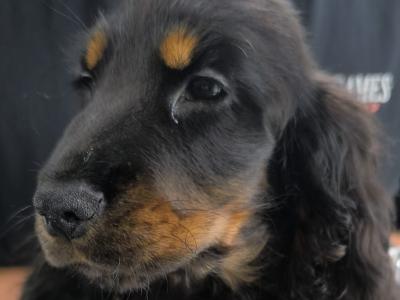 ON HOLD-IKC Black & Tan Cocker Spaniel Pup