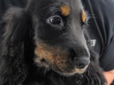 ON HOLD-IKC Black & Tan Cocker Spaniel Pup