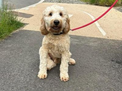 Male Cockapoo 10 months old