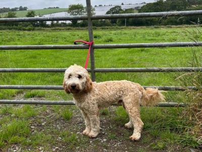 Male Cockapoo 10 months old
