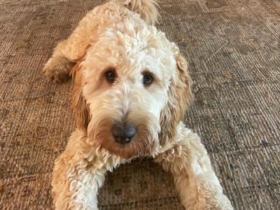 Male Cockapoo 10 months old