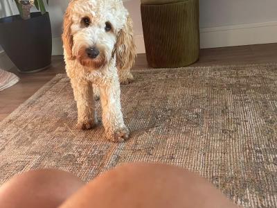 Male Cockapoo 10 months old