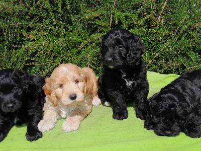 Beautiful Petite Cockapoo Puppies Available 🐶