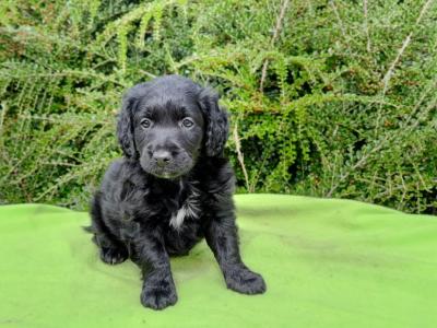 Beautiful Petite Cockapoo Puppies Available 🐶