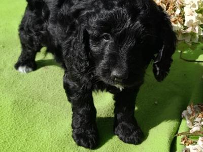 Beautiful Petite Cockapoo Puppies Available 🐶