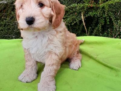 Beautiful Petite Cockapoo Puppies Available 🐶