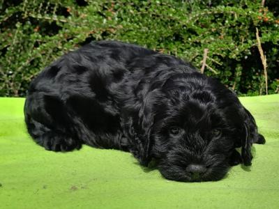 Beautiful Petite Cockapoo Puppies Available 🐶