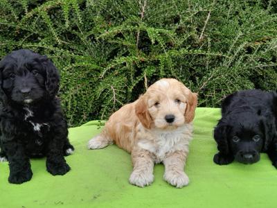 Beautiful Petite Cockapoo Puppies Available 🐶