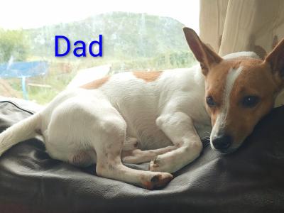Mini Yorkshire x mini Jack Russell puppies