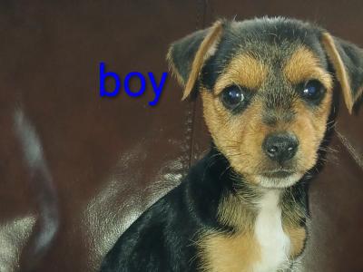 Mini Yorkshire x mini Jack Russell puppies