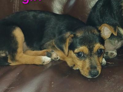 Miniature Yorkshire Terrier x miniature Jack Russell puppies in Donegal