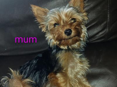 Mini Yorkshire x mini Jack Russell puppies