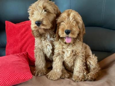 Cockapoos 🐶 in Limerick