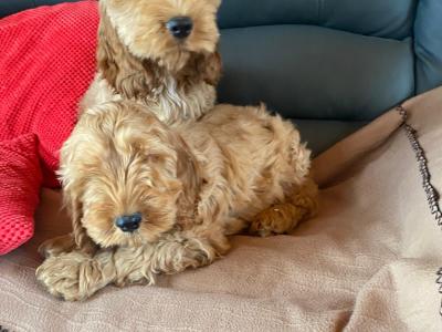 Cockapoos 🐶 in Limerick
