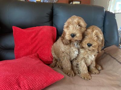 Cockapoos 🐶 in Limerick