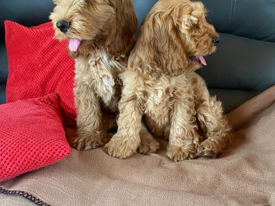 Cockapoos 🐶 in Limerick
