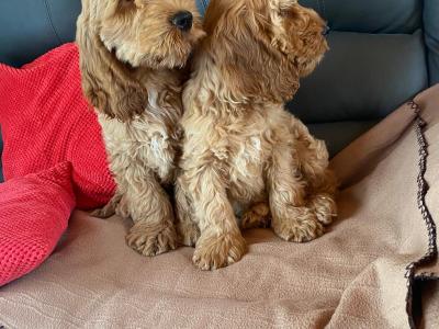 Cockapoos 🐶 in Limerick