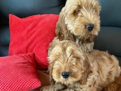 Cockapoos 🐶 in Limerick