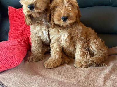 Cockapoos 🐶 in Limerick