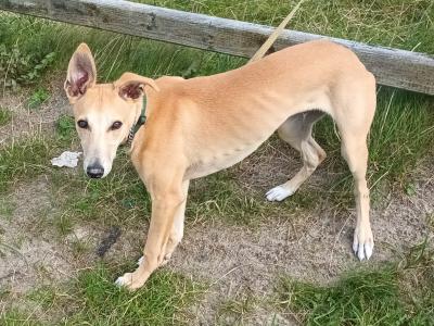 Whippet for sale due to moving house