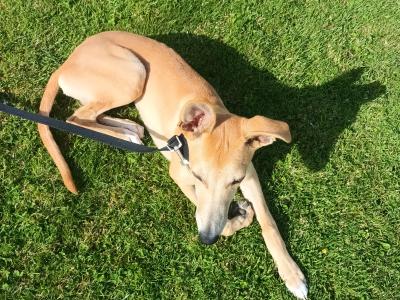 Whippet for sale due to moving house