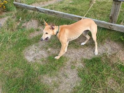 Whippet for sale due to moving house