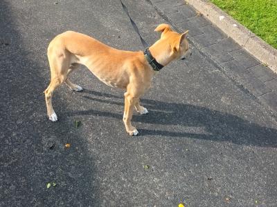 Whippet for sale due to moving house