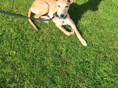 Whippet for sale due to moving house