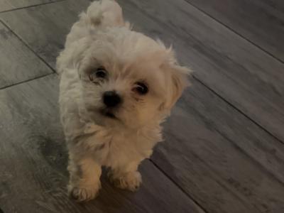 Miniature Maltese puppies in Carlow