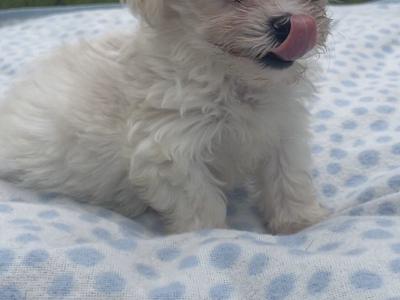 Miniature Maltese puppies in Carlow