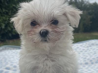 Miniature Maltese puppies in Carlow