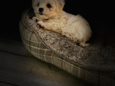 Miniature Maltese puppies in Carlow