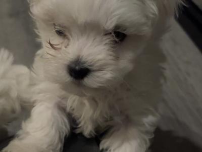 Miniature Maltese puppies in Carlow