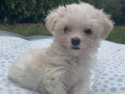 Miniature Maltese puppies in Carlow
