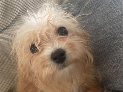 Female Cavachon puppy in Carlow