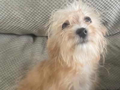 Female Cavachon puppy in Carlow