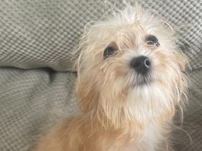 Female Cavachon puppy 3 months old in Carlow