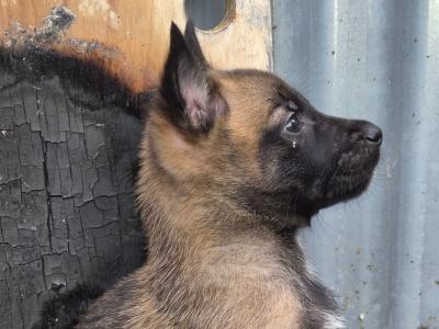 Belgium Malinois male puppy