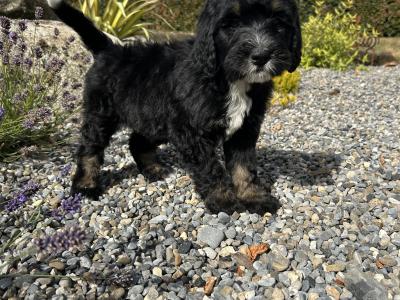 Standard Bernedoodle puppies in Wexford