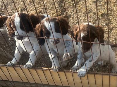 Springer Spaniel puppies in Cork