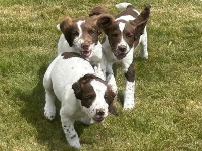 Springer Spaniel puppies in Cork