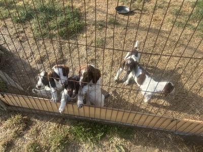 Springer Spaniel puppies in Cork