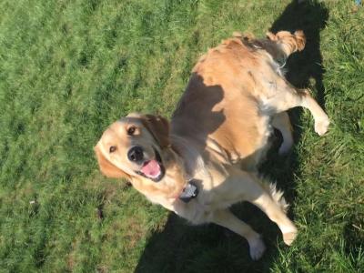 Golden Retriever puppies for sale in Galway