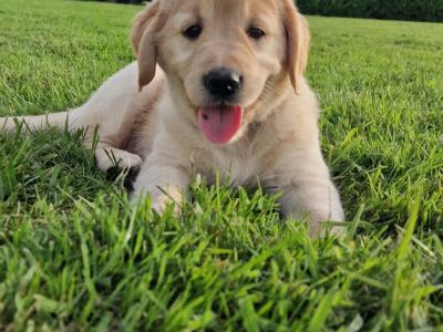Golden Retriever puppies for sale in Galway
