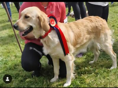 Golden Retriever puppies for sale in Galway