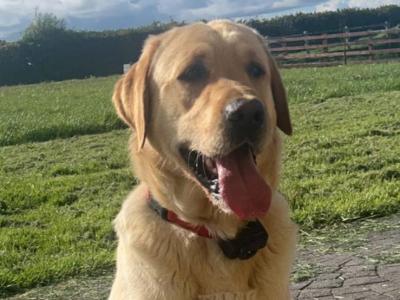 Golden Retriever puppies for sale in Galway
