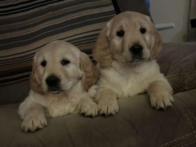 Golden Retriever puppies for sale in Galway