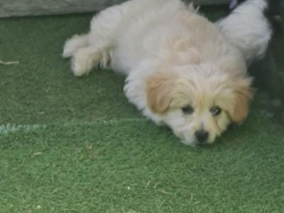 Beautiful Poochon x Pomeranian puppies Small Breed in Clare