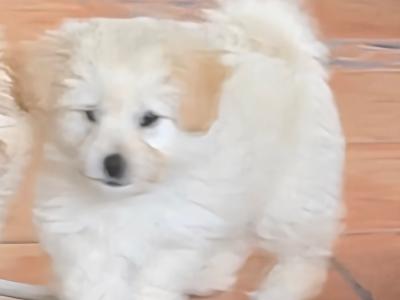 Beautiful Poochon x Pomeranian puppies Small Breed in Clare